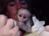 Cute Baby Capuchin Monkey available